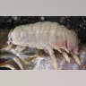 A Pale Isopod 