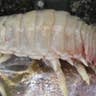 A Pale Isopod 