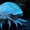 The Giant Isopod