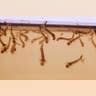 Mosquito Larvae