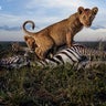 National_Geographic_Lions_3