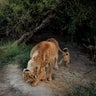 National_Geographic_Lions_4