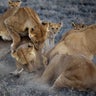 National_Geographic_Lions_5