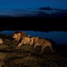 National_Geographic_Lions_6