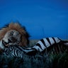 National_Geographic_Lions_7