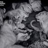 National_Geographic_Lions