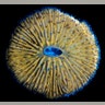 Mushroom Coral