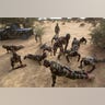 Nigerien soldiers do push-ups during a U.S.-led international training mission for African militaries