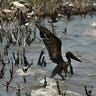 Oil_Covered_Pelican_Takes_Flight