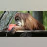 Orangutan_Gets_a_Frozen_Treat