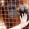 Orangutans_5