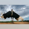Largest Bird