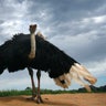 Largest Bird