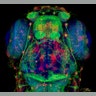 Baby Zebrafish Heads