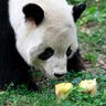 Panda_Meets_Popsicle