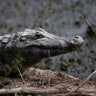 Paraguay_Caimans__9_