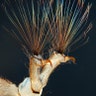 Caddisfly Larvae