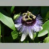 Passion Flower