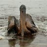 Pelican Covered in Oil