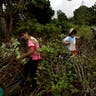 Peru_Coca_Harvest__12_