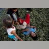 Peru_Coca_Harvest__4_