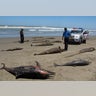 Peru_Dolphin_3