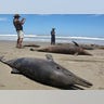 Peru_Dolphin_Die_Off_4