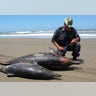 Peru_Dolphin_Die_Off_5