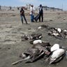 Peru_Dolphin_and_Pelicans_1