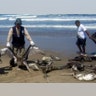 Peru_Dolphin_and_Pelicans_2