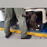 Peru_Rescued_Animals__Garc_3_