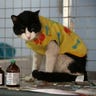 Peru_Cat_Hospice__erika_garcia_foxnewslatino_com_4