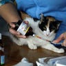 Peru_Cat_Hospice__erika_garcia_foxnewslatino_com_7