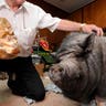 Pigs in the City