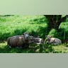 Philo_Apple_Farm_Sheep