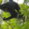 Photo_1_Black_Spider_Monkey___Mileniusz_Spanowicz_WCS