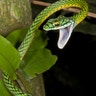 Photo_10_Parrot_snake_Mileniusz_Spanowicz__WCS