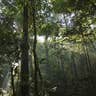 Photo_7_Amazonian_forest_floor__Mileniusz_Spanowicz___WCS___SERNAP