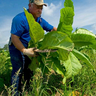 Picking_Tobacco_II