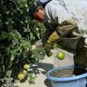 Picking_Tomatoes_II