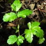 Poison Oak