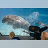 Polar_Bear_Dives