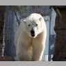 Polar Prowl