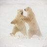 Polar_Dance