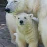 Polar Bears