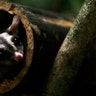 <b>Sugar Glider</b>