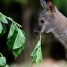 <b>Wallaby</b>