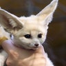 <B>Fennec Fox</b>