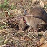 Giant rats detect tuberculosis in spit samples