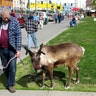 Strolling with Reindeer